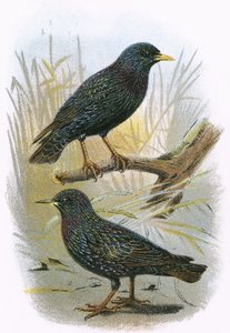 Common Starling and Intermediate Starling